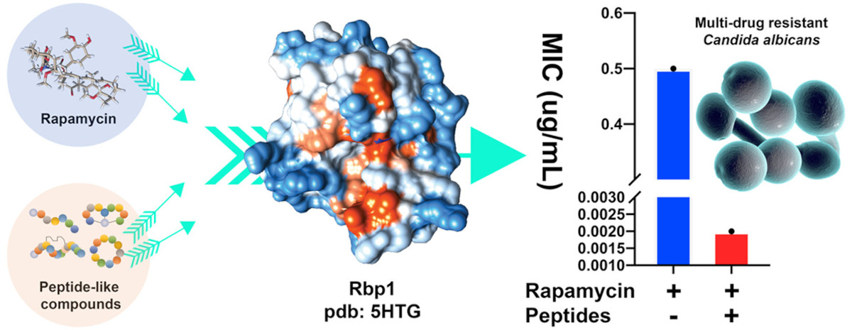 BioconjChem's tweet photo. #Multidrugresistant fungal infections are a critical threat to global health. Tong and coworkers at #ECUST now report synergistic combination therapy combining rapamycin and peptide-like compounds has high efficacy against MDR candida strains.
https://t.co/uyoVntRIsO https://t.co/wfuZus3BOD