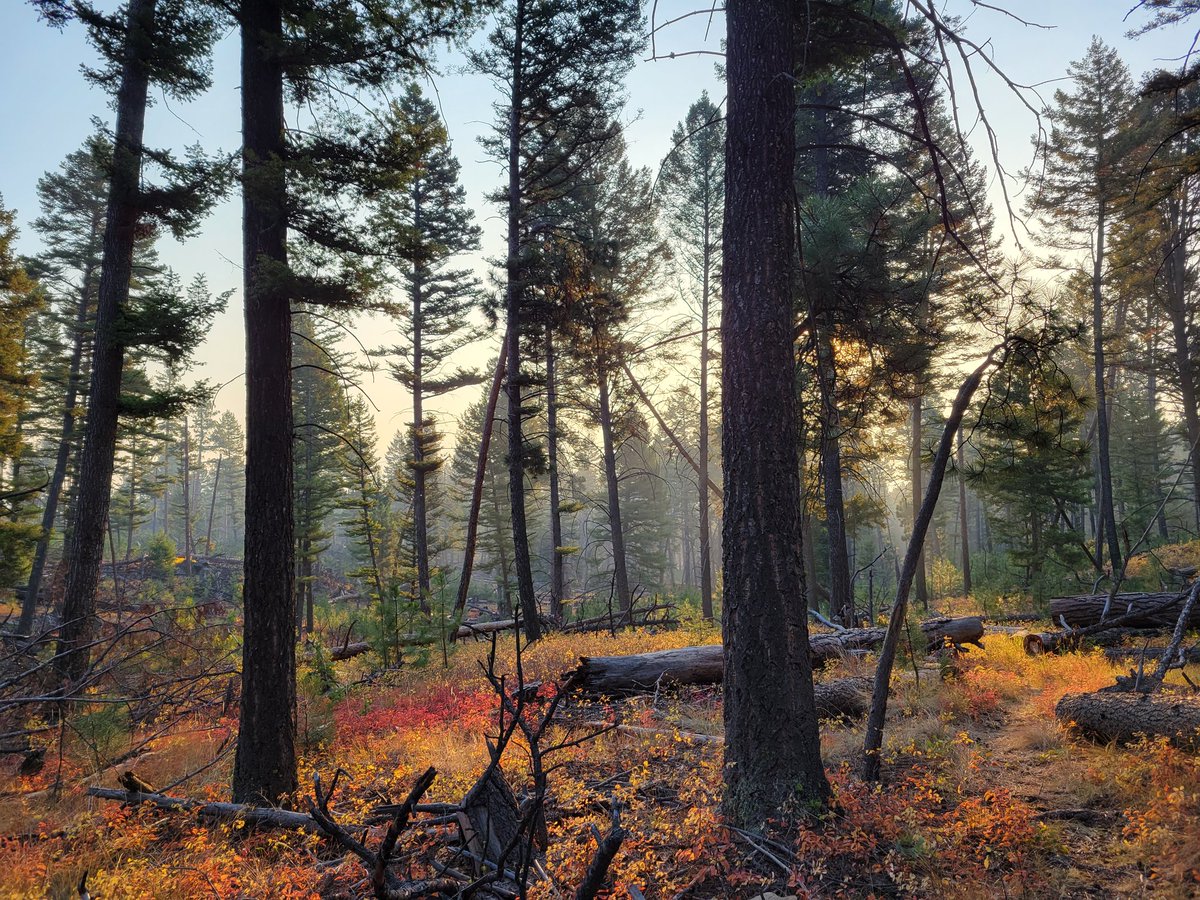 LiftingNLaughs's tweet photo. I consider anytime I can get in the woods to enjoy the quiet beauty mother nature has to offer a successful hunting outing 🥰 
So in love with where I live #MontanaMoment #Montana #Archery #HuntingSeason #ElkHunting #BowTech https://t.co/LfzmqzYnYu