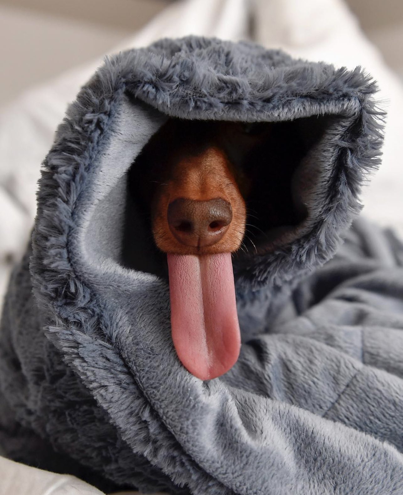 Harlow and Sage (harlowandsage) / Twitter