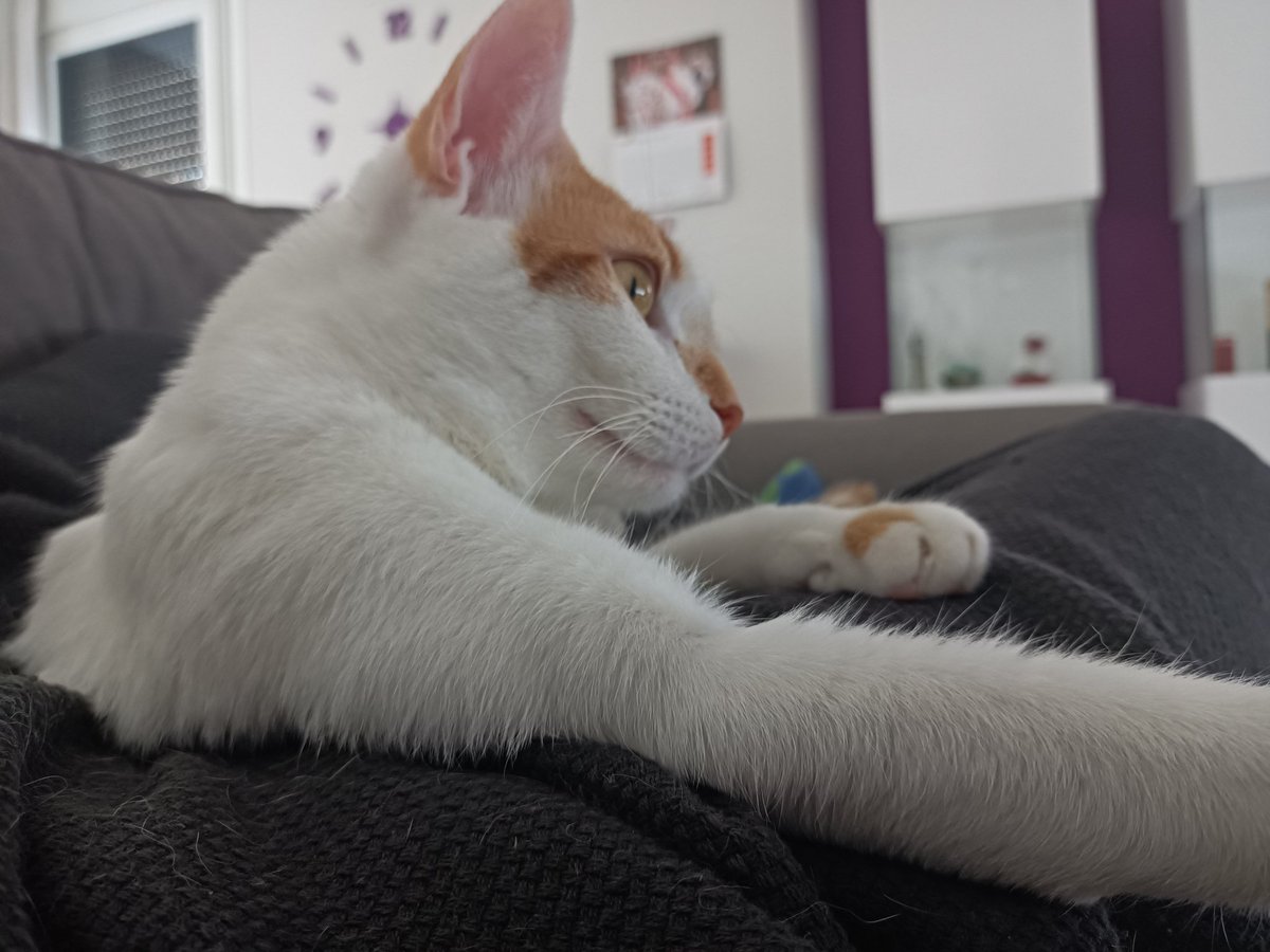 BanaPlay's tweet photo. Hacía tiempo ya que no subía fotito de alguno de mis gatos asique ahí va ❤️
#Gato #amor #comounrey https://t.co/xuHna08ImC