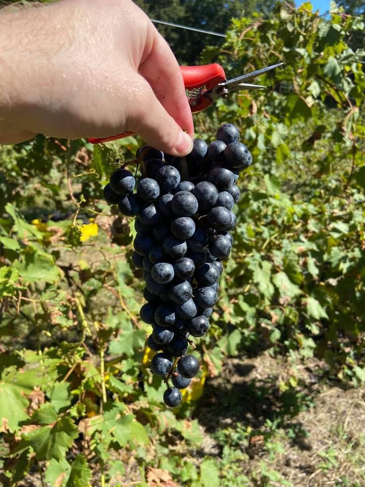 We harvested some beauties this year! We still have one more harvest for the year contact our Centerville location for details and to sign up! It’s paid and we provide food! 

#winery #muscadineharvest #chambourcin #harvestseason #tnwinery #tennesseewines
