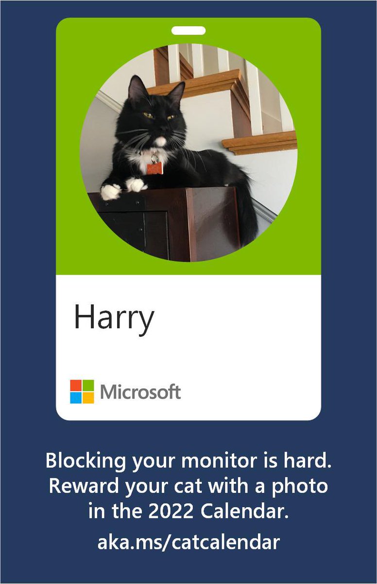 Happy #Caturday from Harry and the #catsofmicrosoft 
#MicrosoftLife