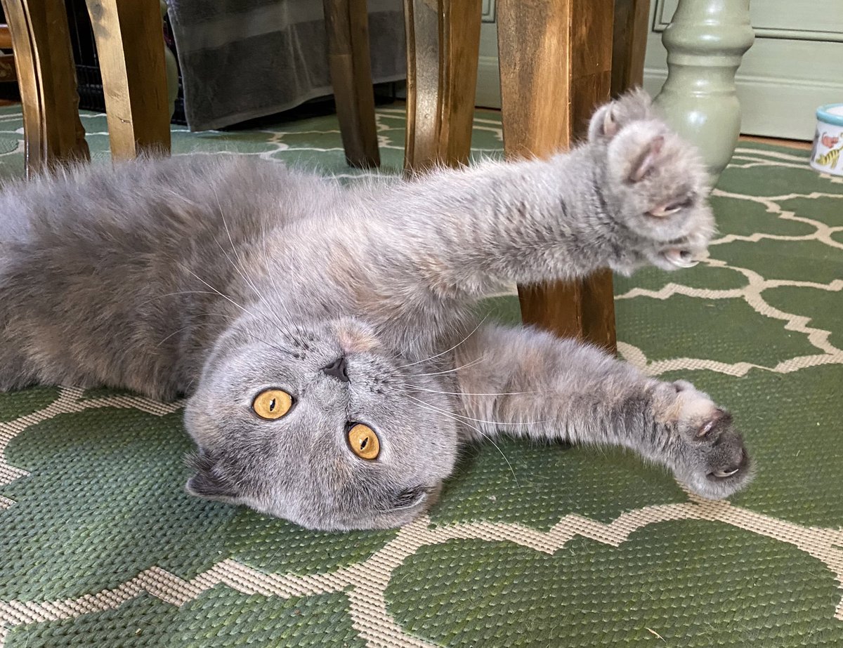 SavingFancyCats's tweet photo. #happycaturday
β€οΈMIMIβ€οΈ
#scottishfoldcats
#catsofinstagram
#beautifulcats
#sexycats
#adoptablecats
#fostercats
#rescuecats
#fancycats
#savingfancycats
#fancyfelines4adoption https://t.co/XOVEzJKmpE