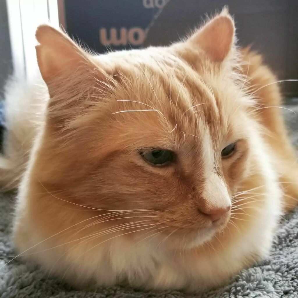 ThomasWaffles's tweet photo. Loafing around again.

#fluffcat #wafflecat #lazycat #orangecat #catsofinstagram #catbreadloaf https://t.co/1kzttnn3C0 https://t.co/QiT5n77TqU