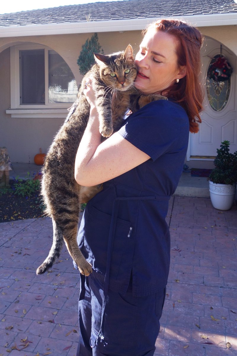 360PetCab's tweet photo. Happy #Caturday, everyone! From our mascot and Chief Cuddles Officer Meowington. https://t.co/jmk1hV3pk0