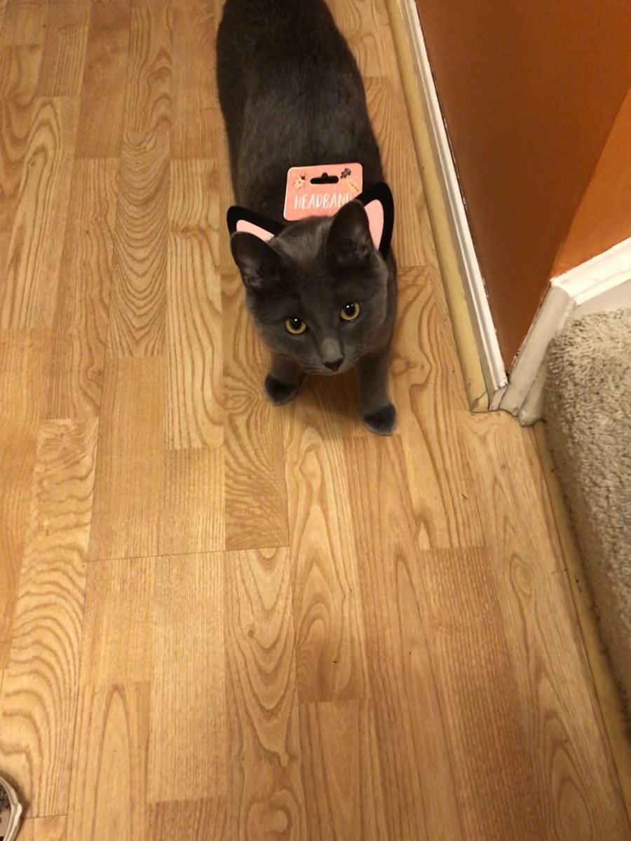 EmilyGWherle's tweet photo. Smokey wanted to try on one of his human’s Halloween costumes. Happy first #Caturday in October! https://t.co/q8PZtWc65S