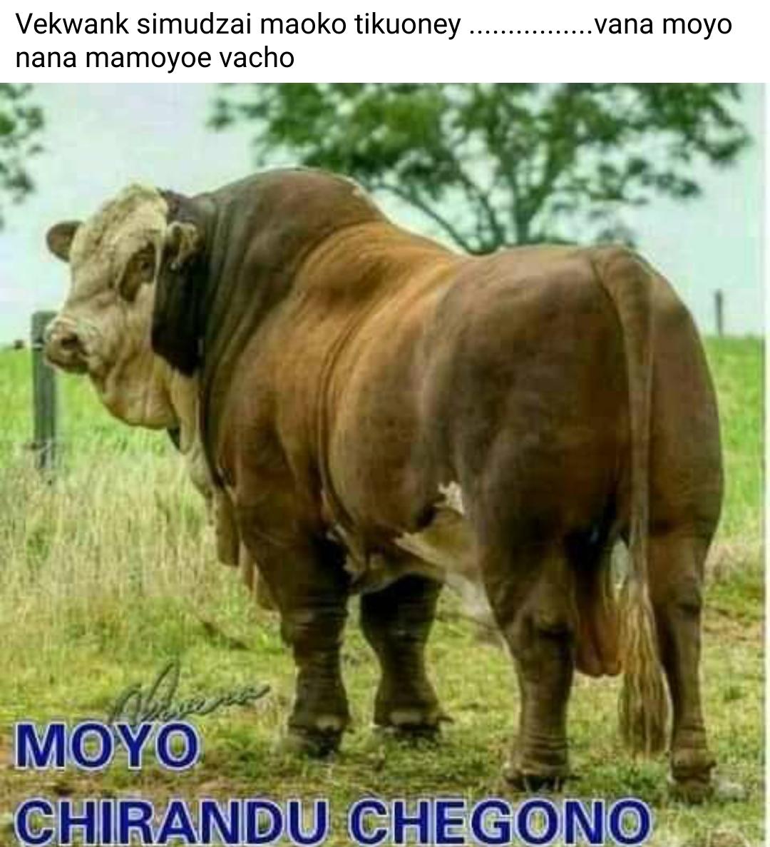 VMagede's tweet image. Ana Gonoo