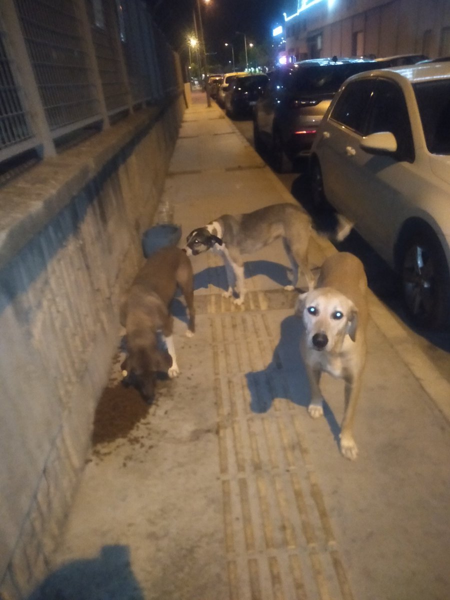 sokaktamucadele's tweet photo. Bu köpeklerin hepsini kâh kucağımda iki km ötedeki vete taşıyıp yürüyerek kâh belediye ekipleri ile peşlerinde koşarak kısırlaştırdım. Hayattaki en büyük mutluluğumdur bu. İstenmedikleri yerde doğurup daha da sefil olmadılar.

Mama ziyafetine kedayımız da eklendi. Hoş geldi. https://t.co/8nbkHRLfHm