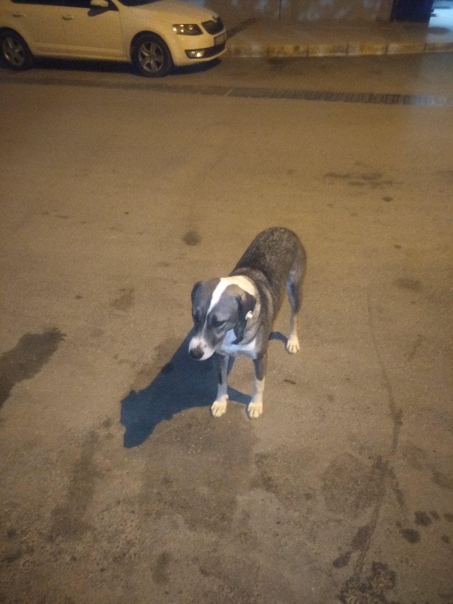 sokaktamucadele's tweet photo. Bu köpeklerin hepsini kâh kucağımda iki km ötedeki vete taşıyıp yürüyerek kâh belediye ekipleri ile peşlerinde koşarak kısırlaştırdım. Hayattaki en büyük mutluluğumdur bu. İstenmedikleri yerde doğurup daha da sefil olmadılar.

Mama ziyafetine kedayımız da eklendi. Hoş geldi. https://t.co/8nbkHRLfHm