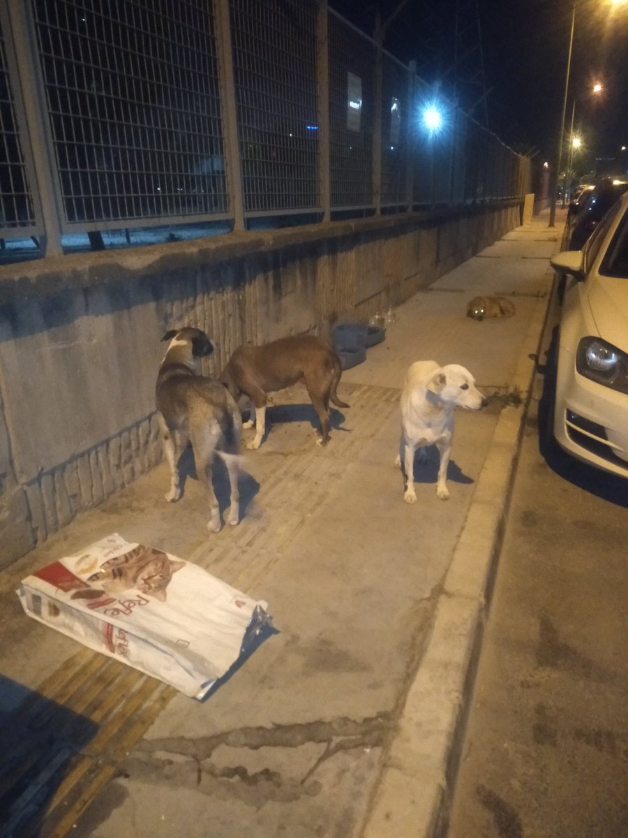 sokaktamucadele's tweet photo. Bu köpeklerin hepsini kâh kucağımda iki km ötedeki vete taşıyıp yürüyerek kâh belediye ekipleri ile peşlerinde koşarak kısırlaştırdım. Hayattaki en büyük mutluluğumdur bu. İstenmedikleri yerde doğurup daha da sefil olmadılar.

Mama ziyafetine kedayımız da eklendi. Hoş geldi. https://t.co/8nbkHRLfHm