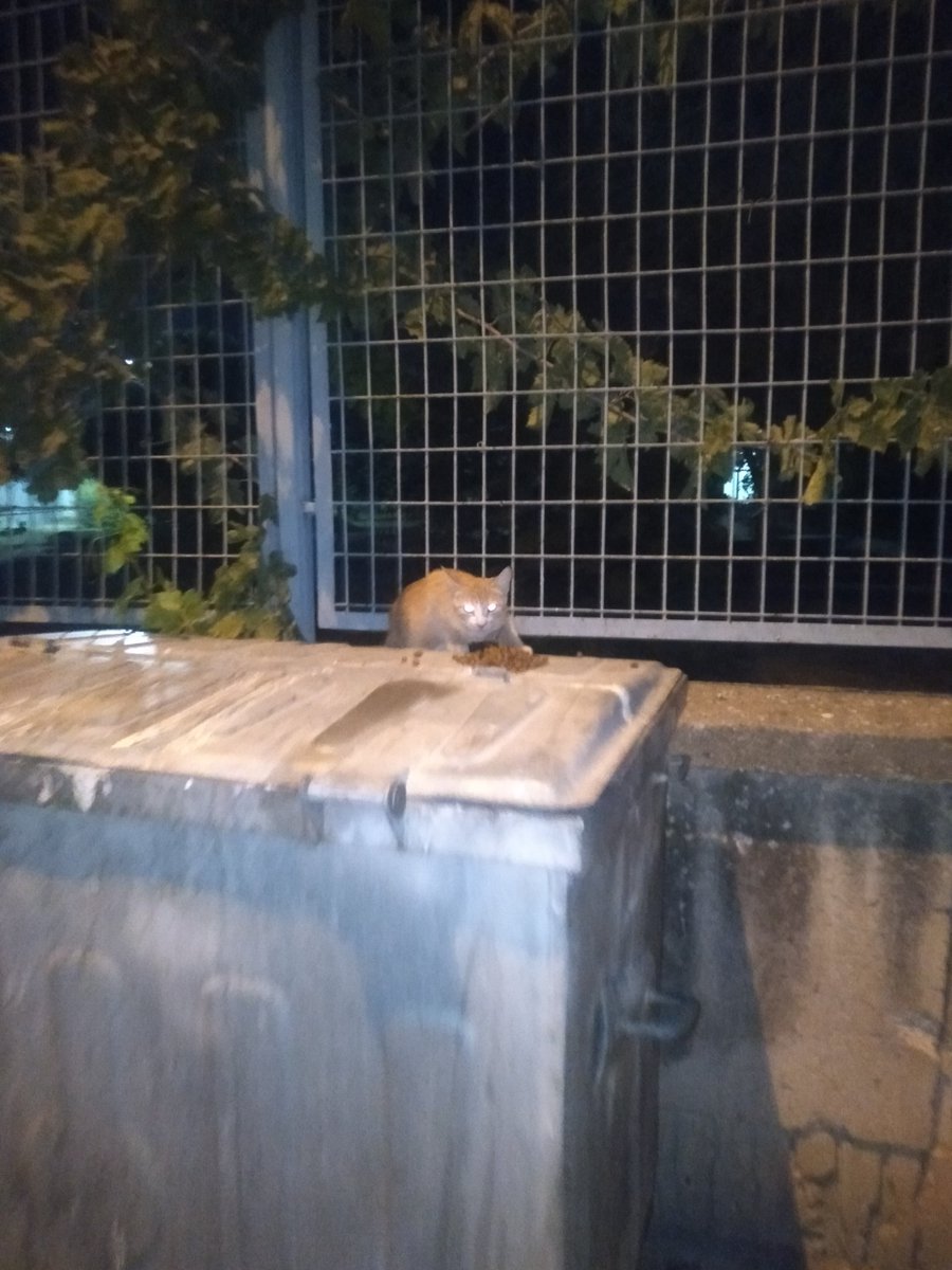 sokaktamucadele's tweet photo. Bu köpeklerin hepsini kâh kucağımda iki km ötedeki vete taşıyıp yürüyerek kâh belediye ekipleri ile peşlerinde koşarak kısırlaştırdım. Hayattaki en büyük mutluluğumdur bu. İstenmedikleri yerde doğurup daha da sefil olmadılar.

Mama ziyafetine kedayımız da eklendi. Hoş geldi. https://t.co/8nbkHRLfHm