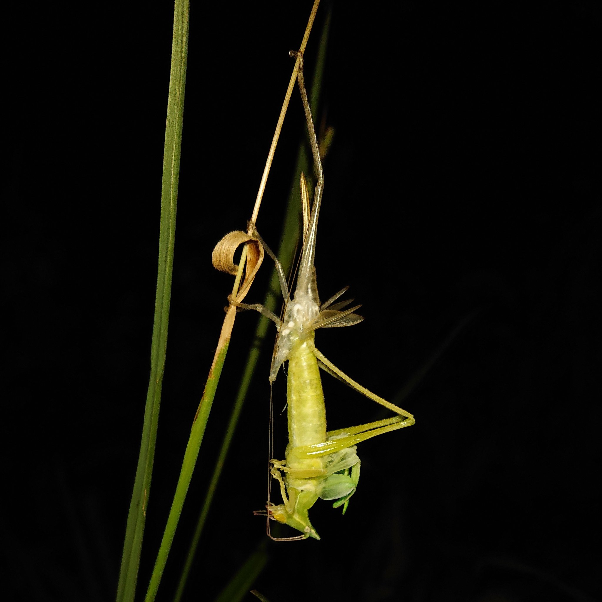 モロコ クビキリギスの脱皮 夜間に見られたクビキリギスの脱皮 頭を下にして草に止まり 古い皮を脱いでいた バッタ の仲間は草にぶら下がりながら脱皮するものが多い 脱皮に失敗し 中途半端に体が出たまま固まってそのまま死亡した個体も時折見られる