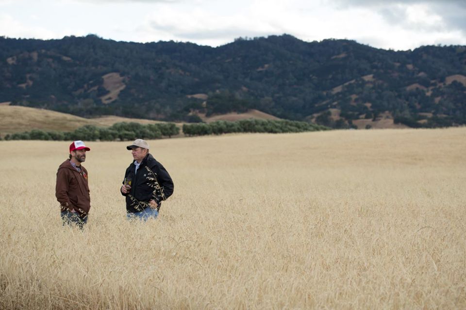 Terroir isn't just an important component of wine. When you move from mass-produced industrialized malt to small-batch malt grown by local farmers, terroir will have a noticeable impact on your brews and spirits, too. admiralmaltings.com #AdmiralMaltings #AskForAdmiral