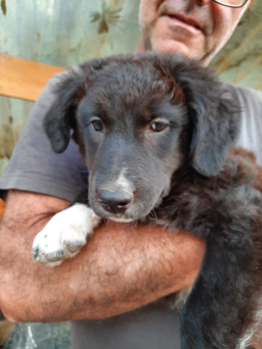 DanielaCarnemo1's tweet photo. Noto (SR)

 3  mesi circa ,  femmina,futura taglia medio grande, ha iniziato iter sanitario per essere accolto in adozione. 
Abbiamo iniziato subito l'iter sanitario e presto saranno pronti per essere accolti in famiglia.
Per info 3477121806 associazione Campioni a 4 zampe https://t.co/c3GceSN3PN