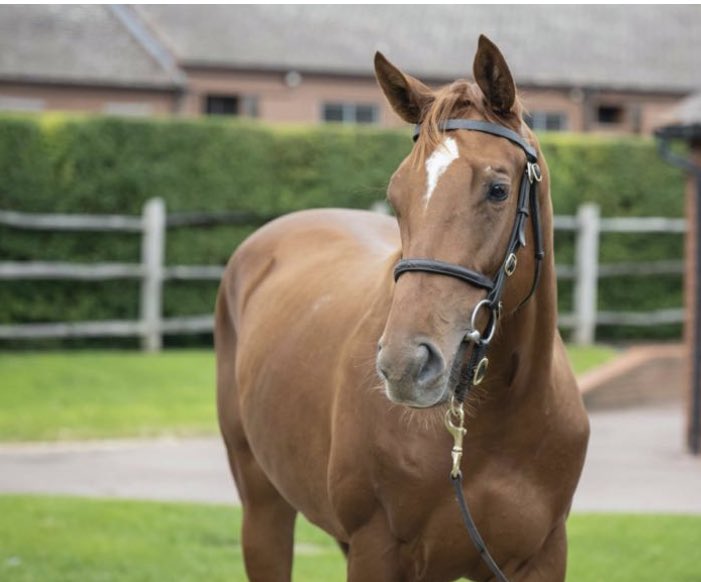 NatStudStallion's tweet photo. 🔥Lot 21 🔥

This stunning daughter of Leading Sire Lope De Vega sells @Tattersalls1766 Book 1 this week!

A daughter of the BT mare Federation &amp; from one of the most notable families around which includes Attraction, Elarqam, Fountain of Youth. 
Not to be missed in Highflyer N! https://t.co/j9fqvOGT3t