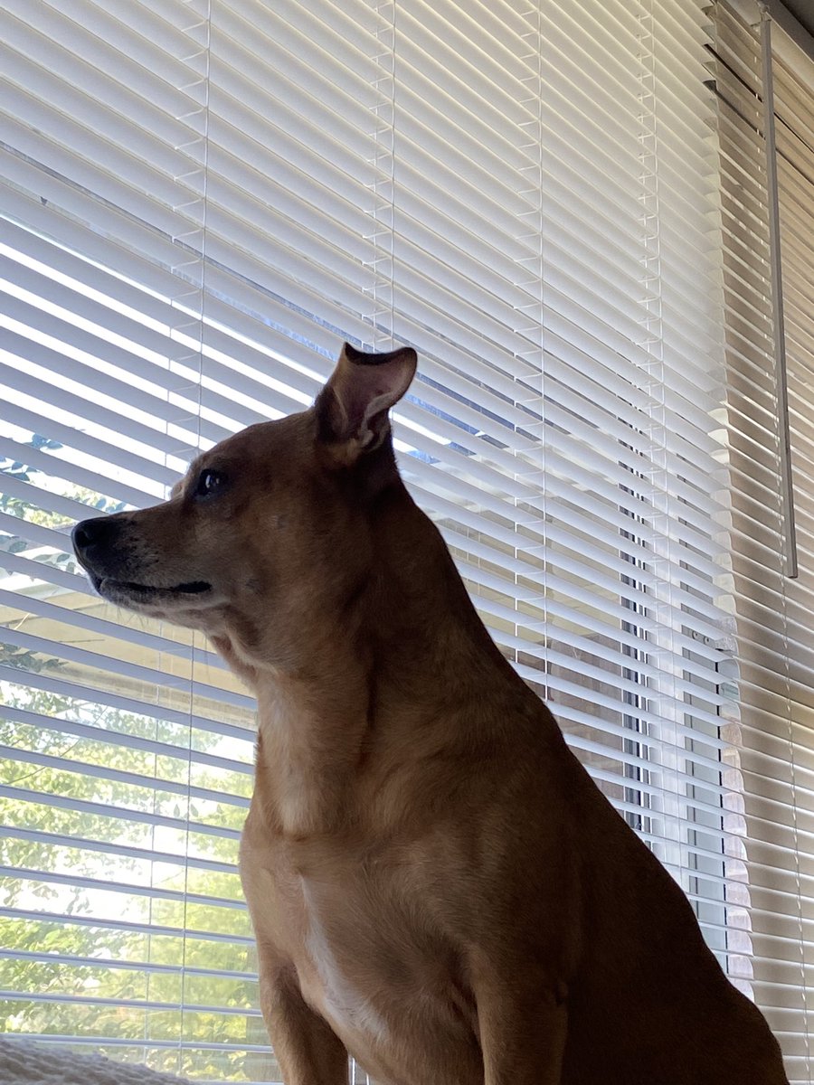 Mog Dotard tweet media