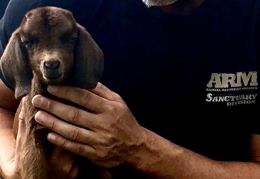 ARMInvestigatio's tweet photo. #worldfarmanimalsday โค๏ธ
When we look into their eyes, we see the same as you + I.. they are no different + deserve our protection + the best life.We will never stop fighting for their rights.
#farmanimals #protectfarmanimals #animalrecoverymissionsanctuary #animalrecoverymission https://t.co/PXrOgH2Oe2
