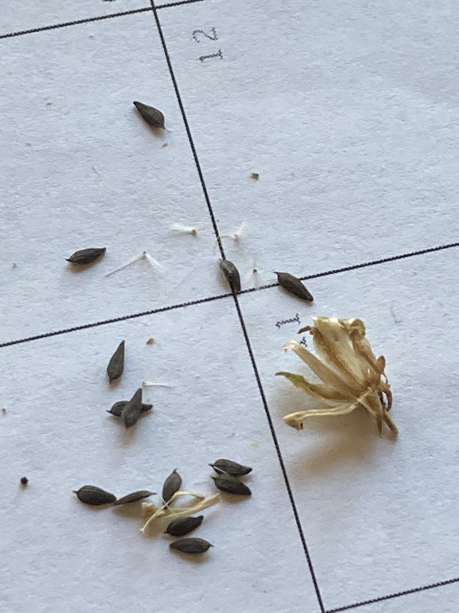 Dried out lettuce flower head on table with its seeds around it.