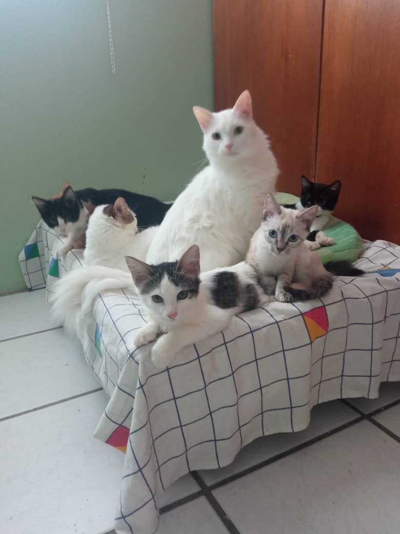 Protejo Mascotas A.C tweet media