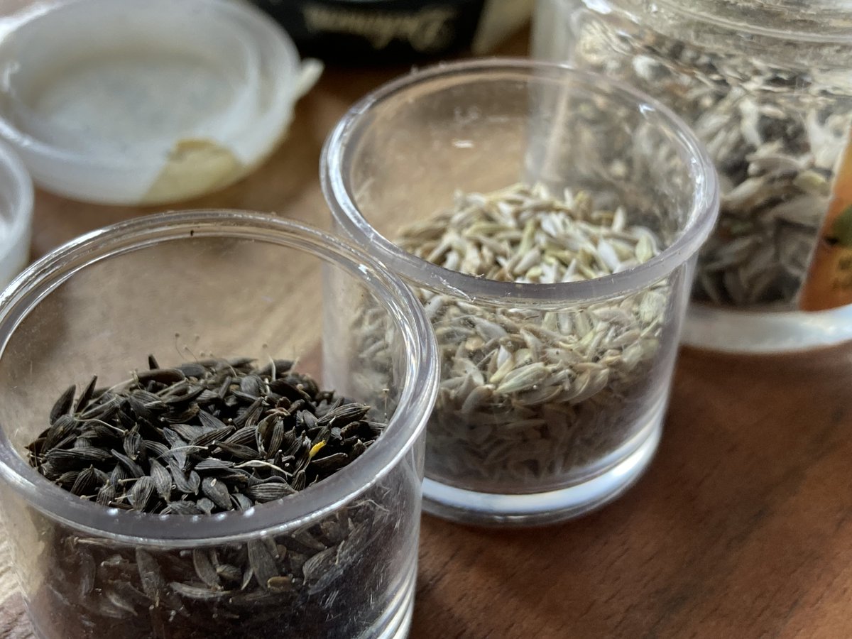 Seeds collected into containers