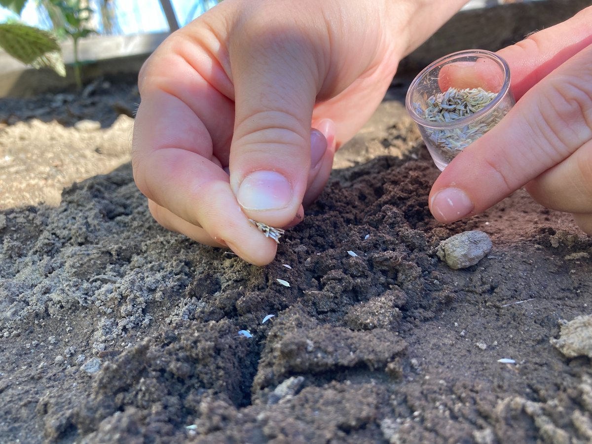 Seeds from one of the containers being planted into the dirt by Erika's hands