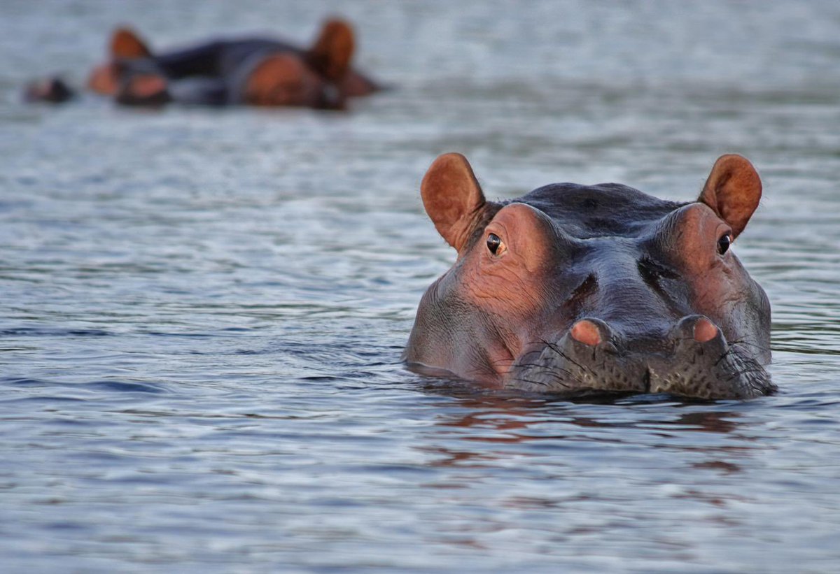 Hungry Cryppos 🦛 tweet media
