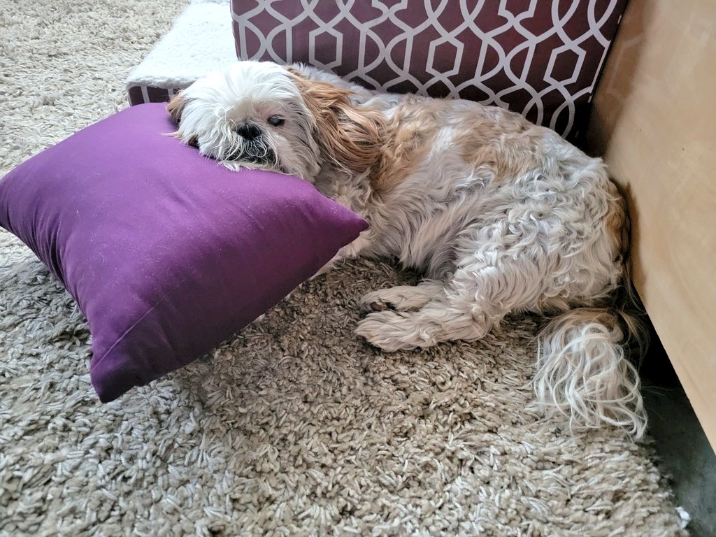 CHIPTheShihTzu's tweet photo. #ChipTip - always grab a pillow. always. 💜
#ChipTheShihTzu #SaturdayThoughts https://t.co/EcQhxcYTtb