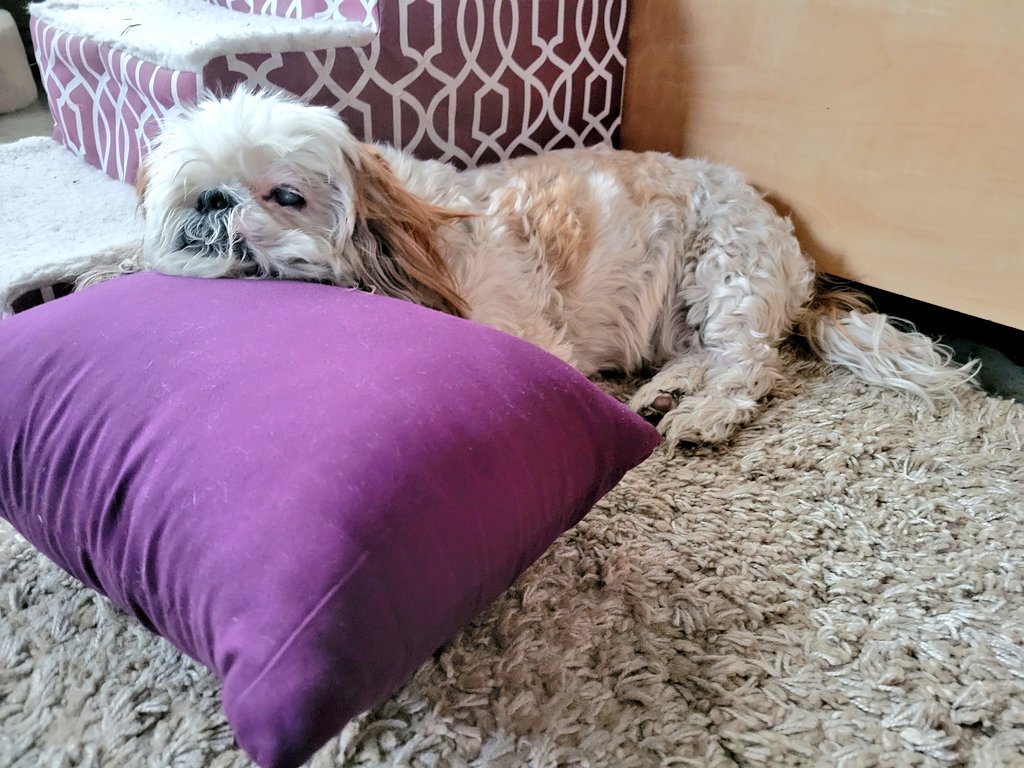 CHIPTheShihTzu's tweet photo. #ChipTip - always grab a pillow. always. 💜
#ChipTheShihTzu #SaturdayThoughts https://t.co/EcQhxcYTtb