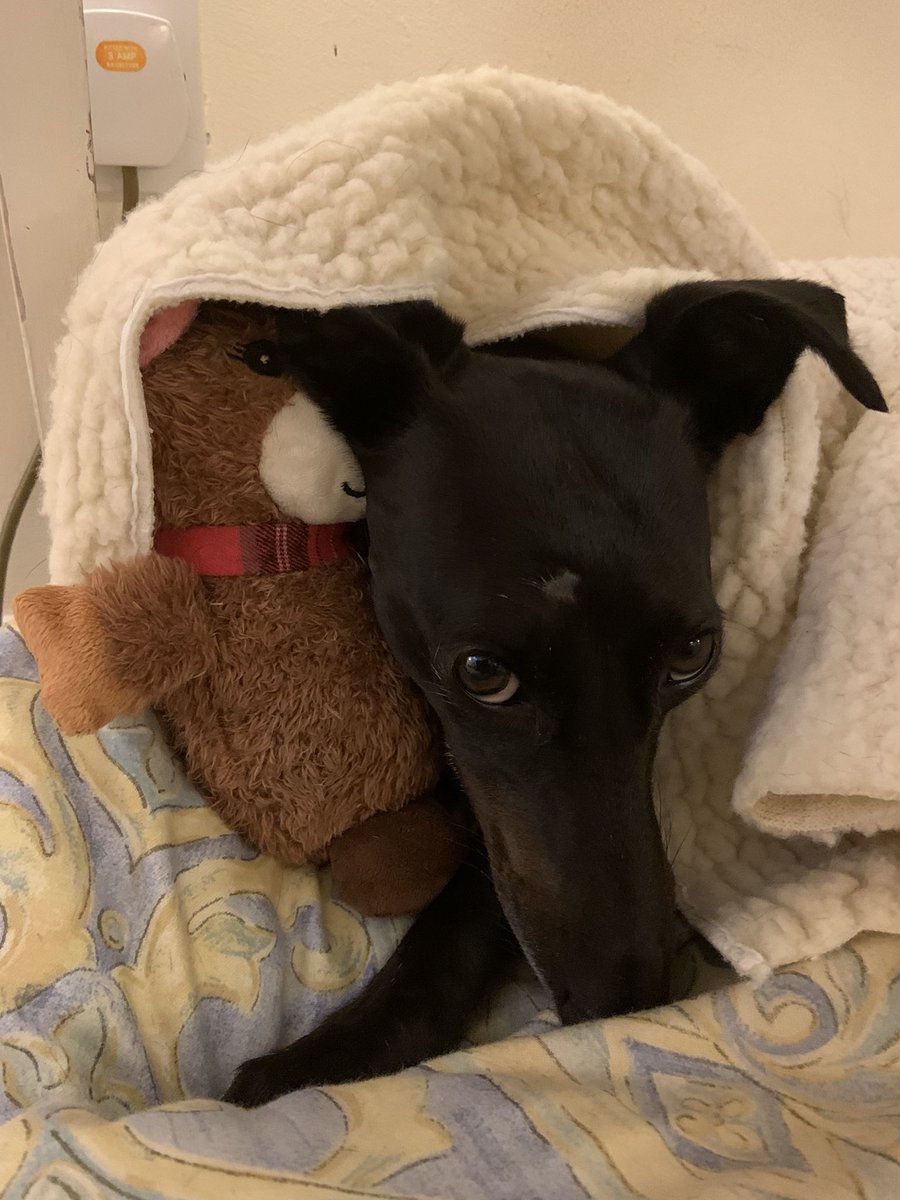 SkylarkArtist's tweet photo. Word in the ear…
Ooh really?
#sleepy #whippet #deer #friend
#rescueismyfavouritebreed #RescueDog #offtosleep 
💤 
🐕‍🦺 https://t.co/zSWijkx6qv