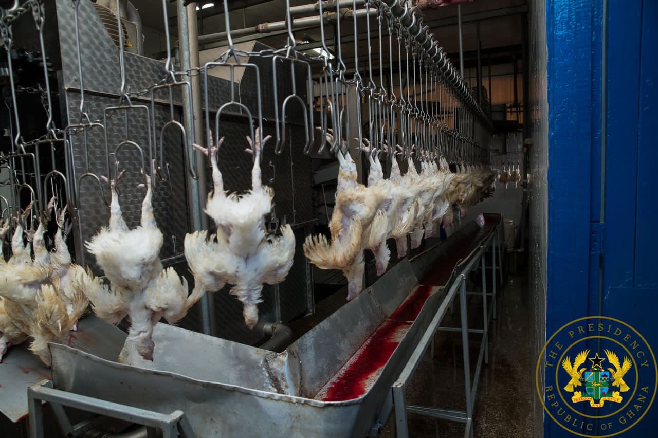 chicken slaughterhouse stun bath