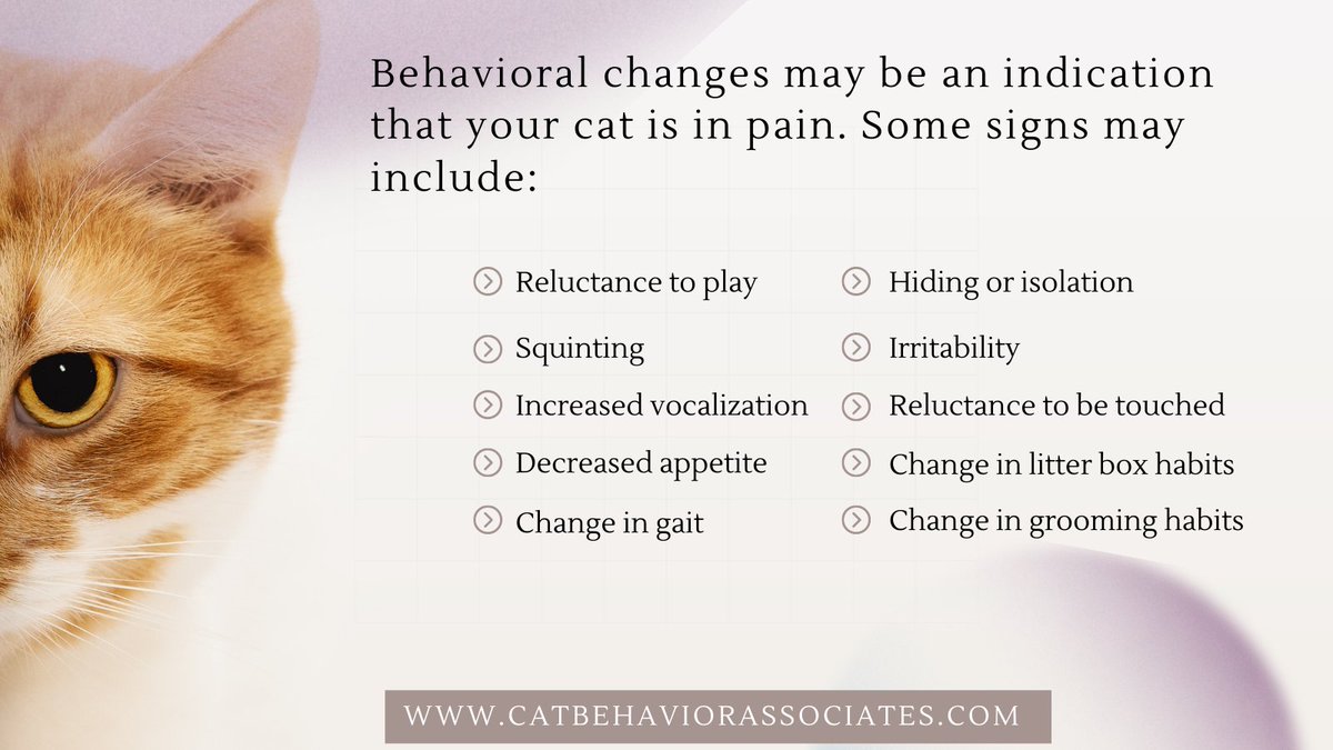 Cats are good at masking signs of pain and illness. Sometimes, the only indication is a change in behavior. #catbehavior #catcare #thinklikeacat