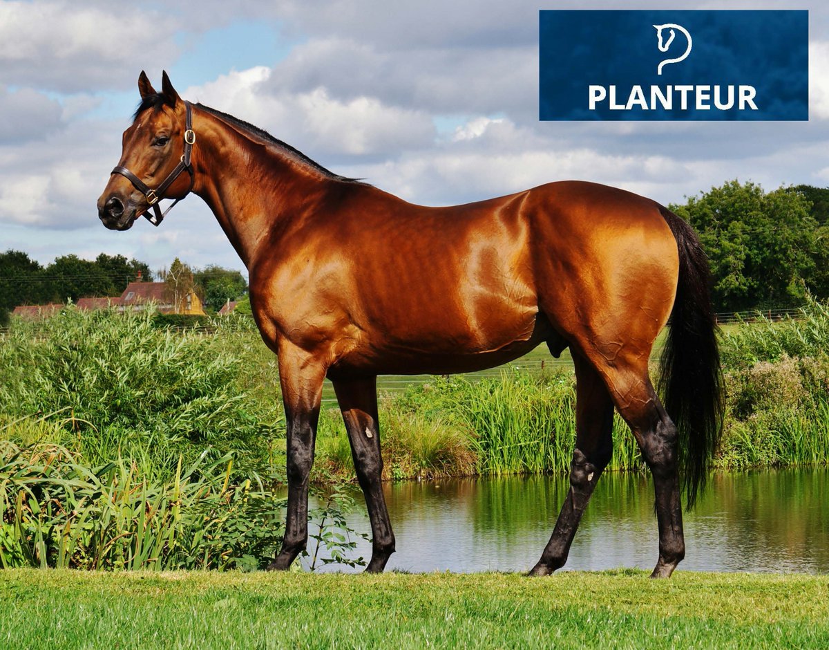 ChapelStud's tweet photo. A fantastic 2nd Gr. 1 win for Trueshan in the Qatar Prix du Cadran @paris_longchamp, beating some of the best stayers in Europe.

Congratulations to his owners the Singular Partnership, trainer Alan King &amp; skillfully ridden by James Doyle.

🌟5yo Gelding By Planteur x Shao Line🌟 https://t.co/JRoPpAYxMi