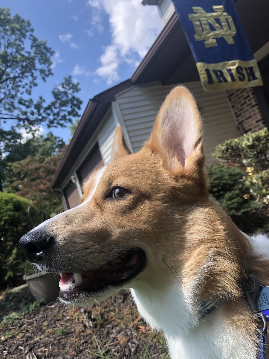 Walter_Corgi's tweet photo. Let’s go Irish! #ndrollcall @NDonNBC https://t.co/50ObnZLmKy