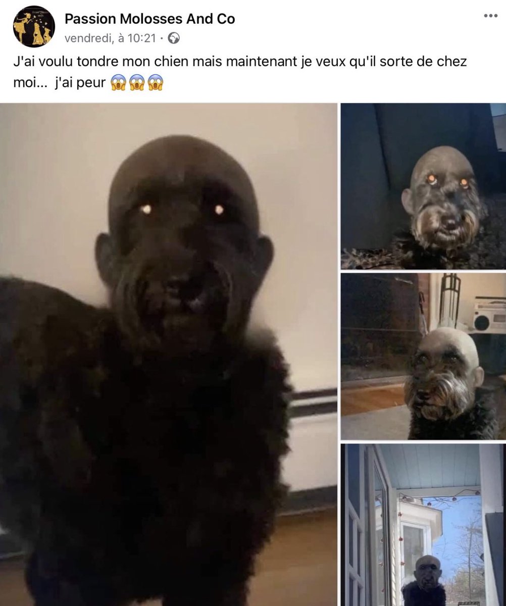 cpastibo's tweet photo. Je vais hurler sa mère c’est quoi ce monstre https://t.co/9AfQKmMfFx