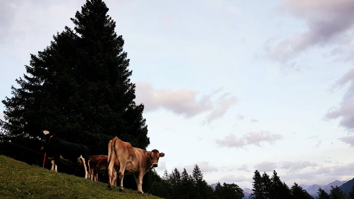 CrameriReto's tweet photo. Herbstweide auf dem Maiensäss - schön, dass alle gesund von der Alp nach Hause gekommen sind.
#Heimat #Albulatal #Surava #Ausfuttern https://t.co/dVOCiMkcvL