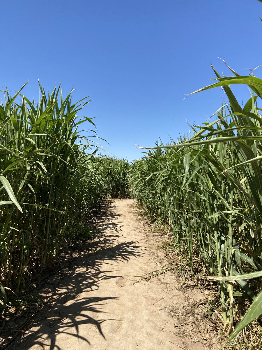 jencreports's tweet photo. Already lost 2 minutes into the corn maze. Just about ready to call the corn cops 🌽 👮♂️ #LaUnionMaze
#Falltivities https://t.co/Xhv1Zp0y2M