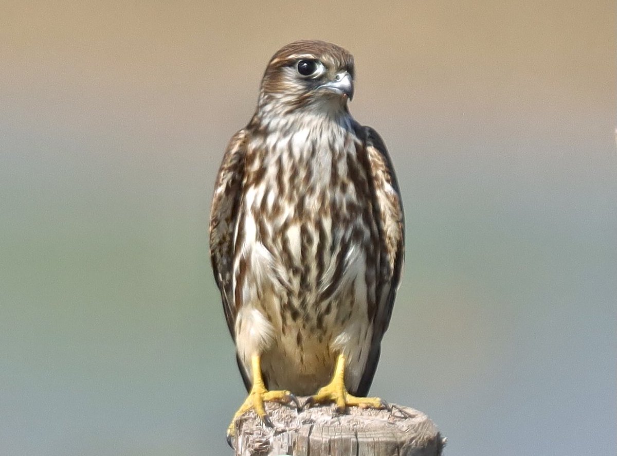 EioRamon's tweet photo. Esmerla (Falco columbarius) maresma del #Remolar #Viladecans #DeltadelLlobregat https://t.co/UmyLZRfwxD