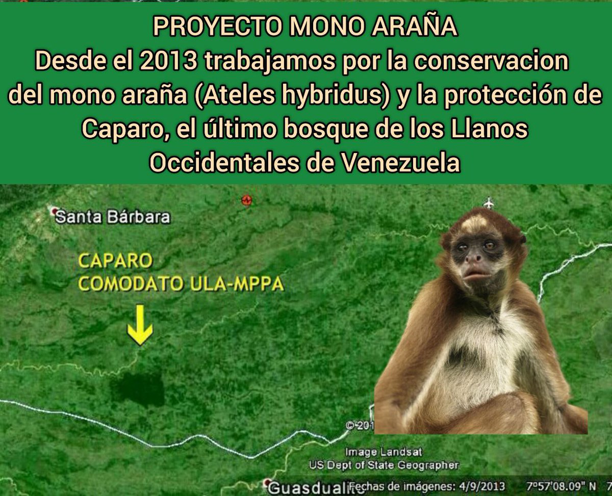 Proyecto Mono Araña tweet media