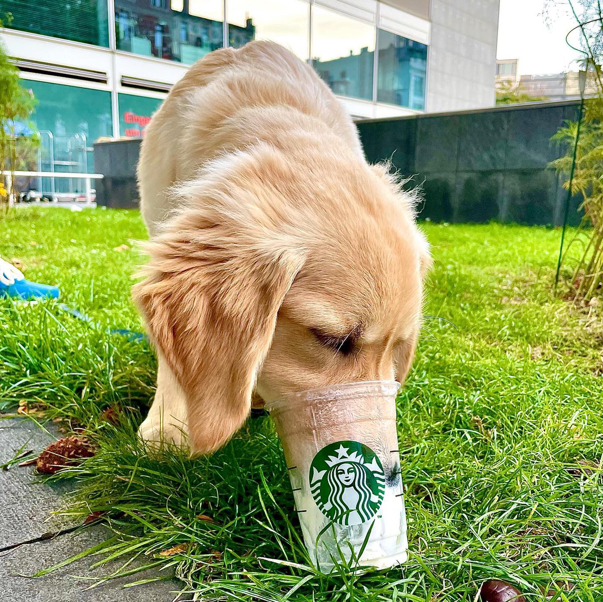 cosmo_weiss's tweet photo. My first #puppachino 
.
.
Name for my order was ‘Cosmo’ 🐾 Classic #starbucks 😂
.
.
#autumn #AutumnTreats #autumnfalls #pumpkinspicelatte #pumpkinspice #berlin #GoldenRetrievers #coffee #dogsoftwitter #dog #puppy #doglovers #puppylove @Starbucks #Saturdayfeeling #SaturdayVibes https://t.co/ECYiwvd4Fh