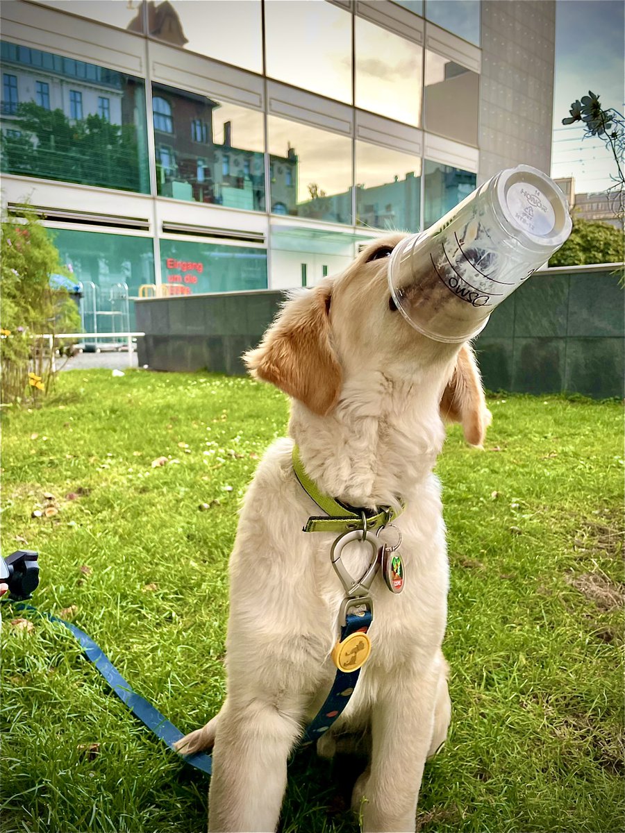 cosmo_weiss's tweet photo. My first #puppachino 
.
.
Name for my order was ‘Cosmo’ 🐾 Classic #starbucks 😂
.
.
#autumn #AutumnTreats #autumnfalls #pumpkinspicelatte #pumpkinspice #berlin #GoldenRetrievers #coffee #dogsoftwitter #dog #puppy #doglovers #puppylove @Starbucks #Saturdayfeeling #SaturdayVibes https://t.co/ECYiwvd4Fh