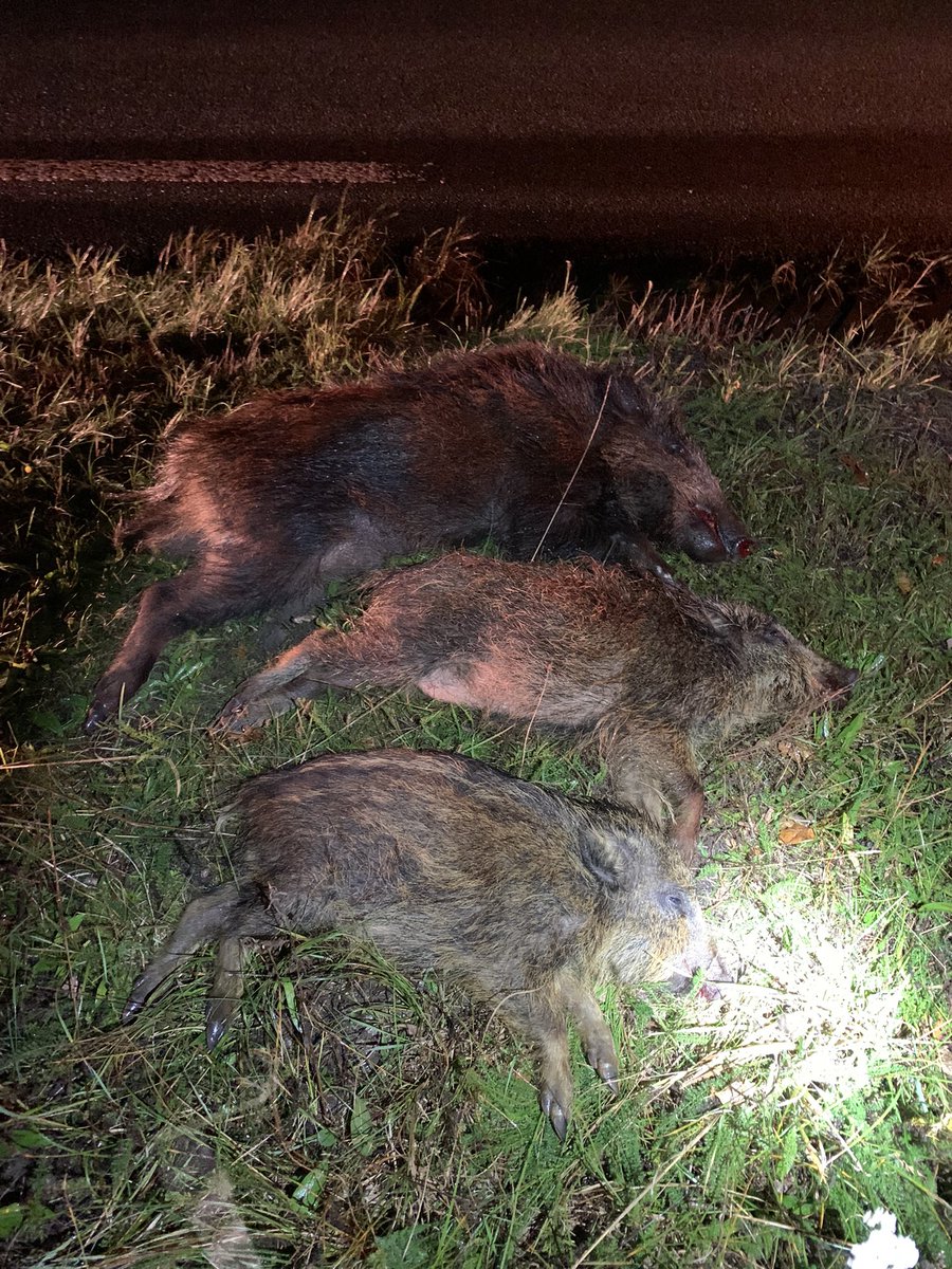 Deze 3 #wildezwijnen net van de weg gehaald. Het is al vroeg donker en de 🐗🐗 hebben behoorlijk honger. Daarom zijn ze al vroeg op de avond actief. Pas uw snelheid aan (60km/h), rij voorzichtig in bos- en buitengebied. <a href="/GemeenteEde/">Gemeente Ede</a> <a href="/Bossen_Van_Ede/">Bosbeheer Ede</a> <a href="/HandhavingEde/">Handhaving Ede</a> @wildaanrijding