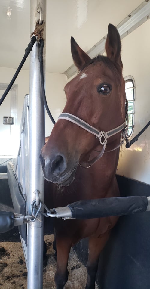 HorsesSaves's tweet image. Meet our newest rescue (name to be determined)! This sweet gelding was an Amish buggy horse for years. He ended up in dire straits due to an injury RH. We will give him the time and care he needs to heal.
#horserescue #standardbred