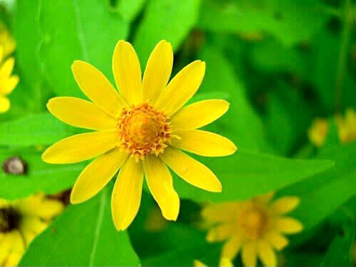 黃赴堯 Deem 17 Rt Blumen87 おはようございます 10 3誕生花 メランポジウム 花言葉 小さな親切 別名ミリオンゴールド 3cm程の小花を初夏 秋まで休まず咲かせます 新しい花が古い花を隠しながら次々に伸びて咲くセルフクリーニングという