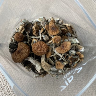 Outstanding quality Blue Meanie Mushrooms. #mushrooms #mushroom #shrooms