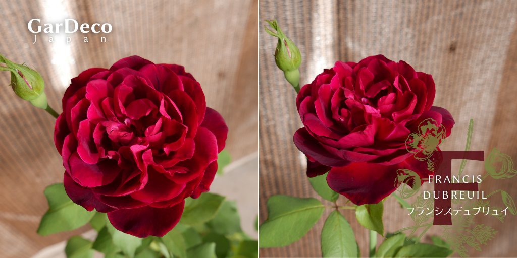 Gardeco Japan V Twitter 鉢植えのバラ フランシスデュブリュイ 花弁数も増えてきて 少し秋バラらしくなってきました