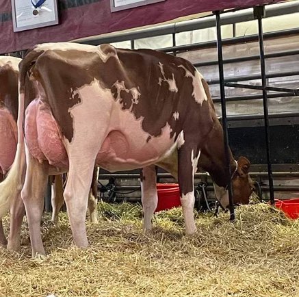 Apple Pts Ainsa VG-88 2yr (Altitude x Apple), 1st Summer Jr 2yr International Red White show 🎉. Congrats to her new owners Jacey &amp; Hadley Ross❗️Owned previously with London &amp; Forestell.  Thanks to Mapleleigh futures for their work with her.