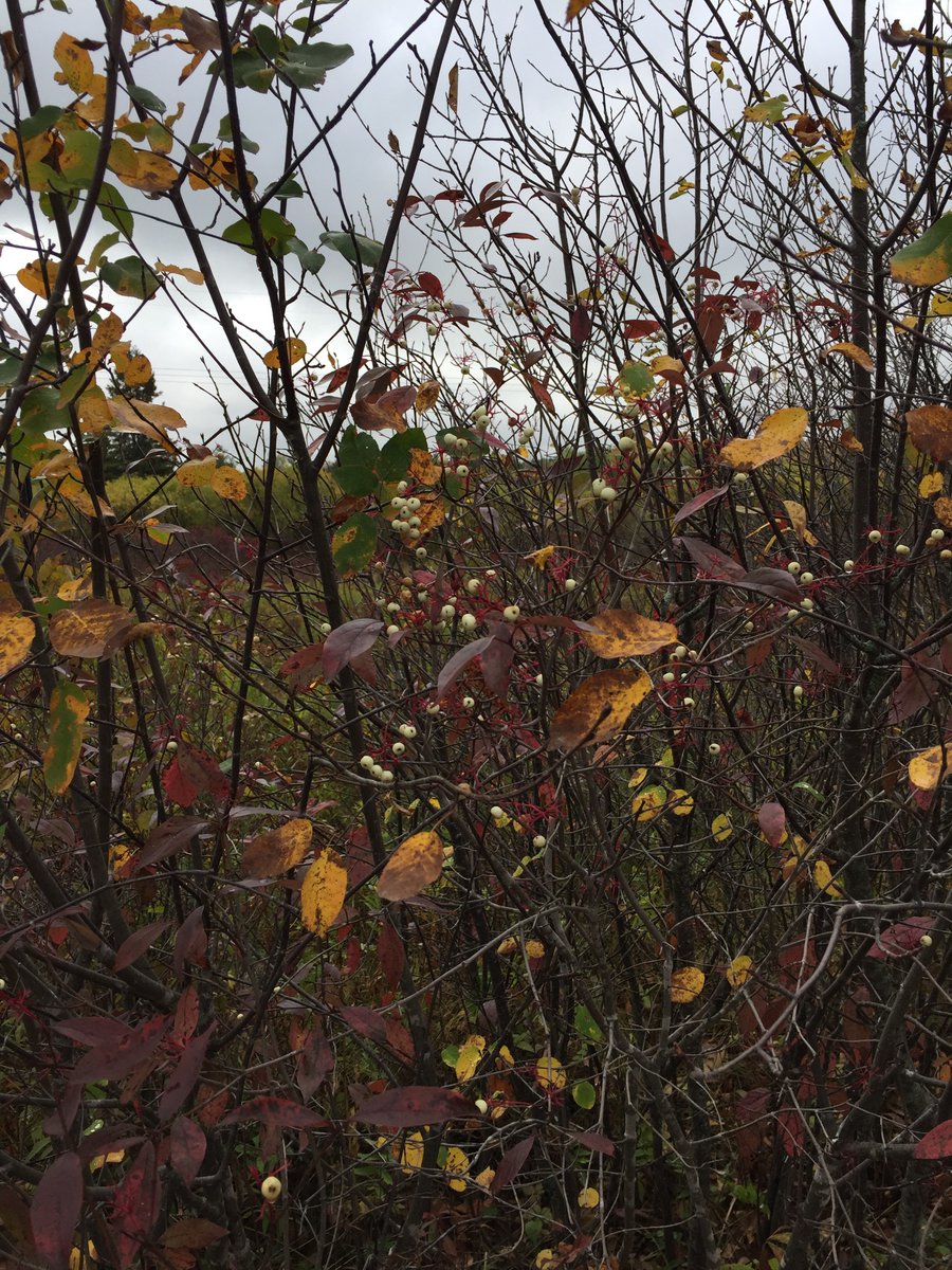 AfterLetters's tweet image. Few things end golden.

#RememberTheDay