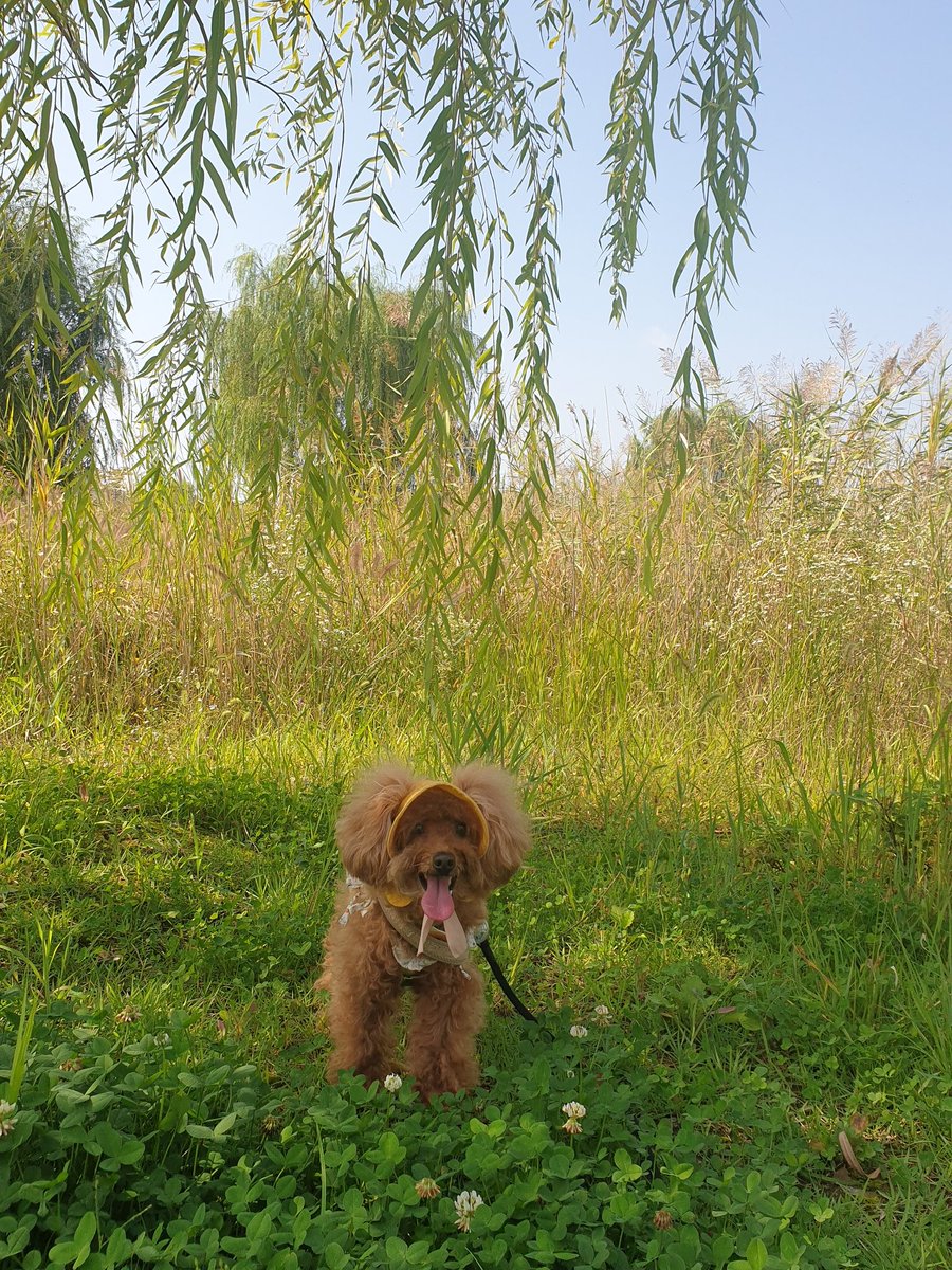사이토포인트맞고 안긁으니 피부도 눈에띄게 좋아지고 있고 주말마다 놀러다니느랴 바쁜 갱얼지
초코언니 근황 : 내일 출근😇 
다음주 월욜도 출근🥲
그래서 커미션 오픈시기도 아직 미정..😭