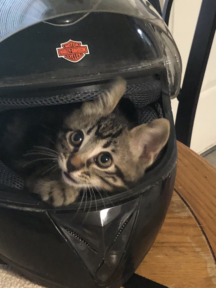 What the hubs sends me while I’m up here at the hospital. #Charlotte #MonkeyButt #HarleyDavidson #BikerKitty #OurPrecious Just don’t potty in Daddy’s helmet hunny!