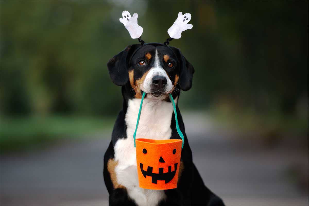 Is it too early to dress up for Halloween?

#rescuedog #rescuedogs 
#rescuedogsrock #ilovemyrescuedog 
#rescuedoglife 
#weekend 
#rescuedoglove 
#rescuedoggy #seniorrescuedog #happyrescuedog #rescuedogoftheday #rescuedoggo 
#October 
#usspup 
#iloverescuedogs
#dogsofla
#halloween